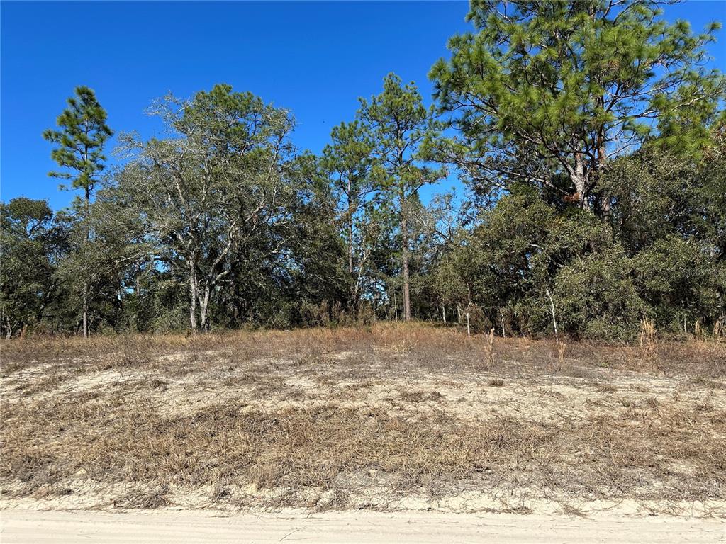 14731 Southeast 5th Place Williston, FL 32696 - Photo 3 of 11 a view of dirt yard with a large tree