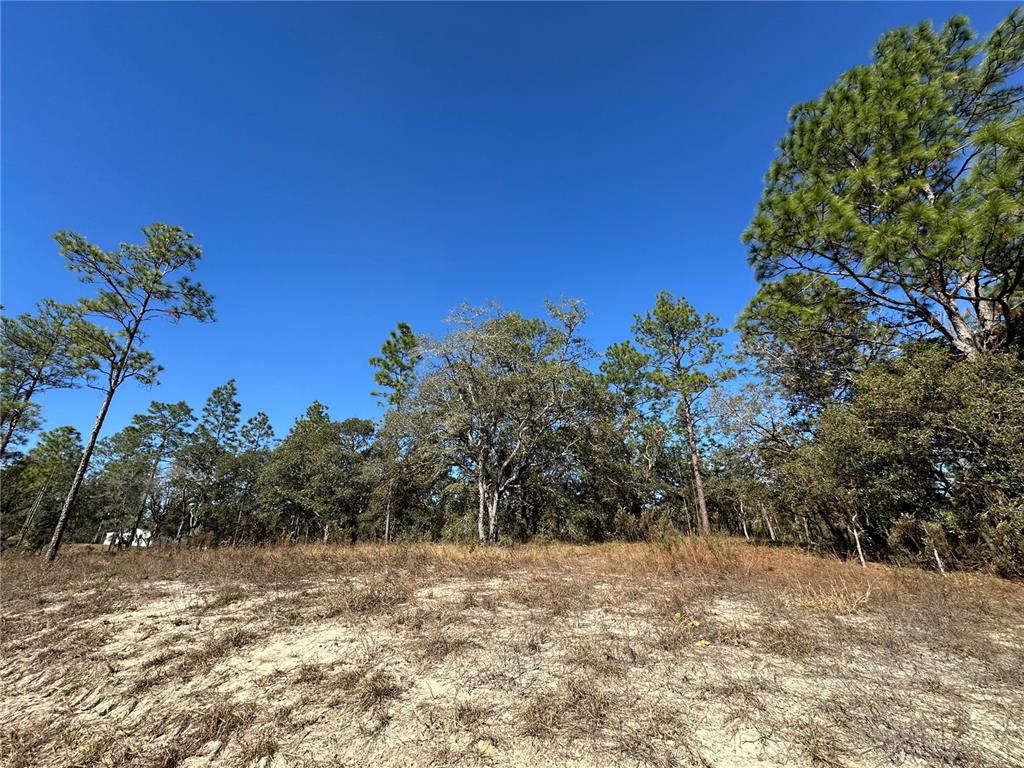 14731 Southeast 5th Place Williston, FL 32696 - Photo 5 of 11 a view of a yard with a tree