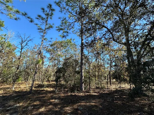 a view of a tree in a yard