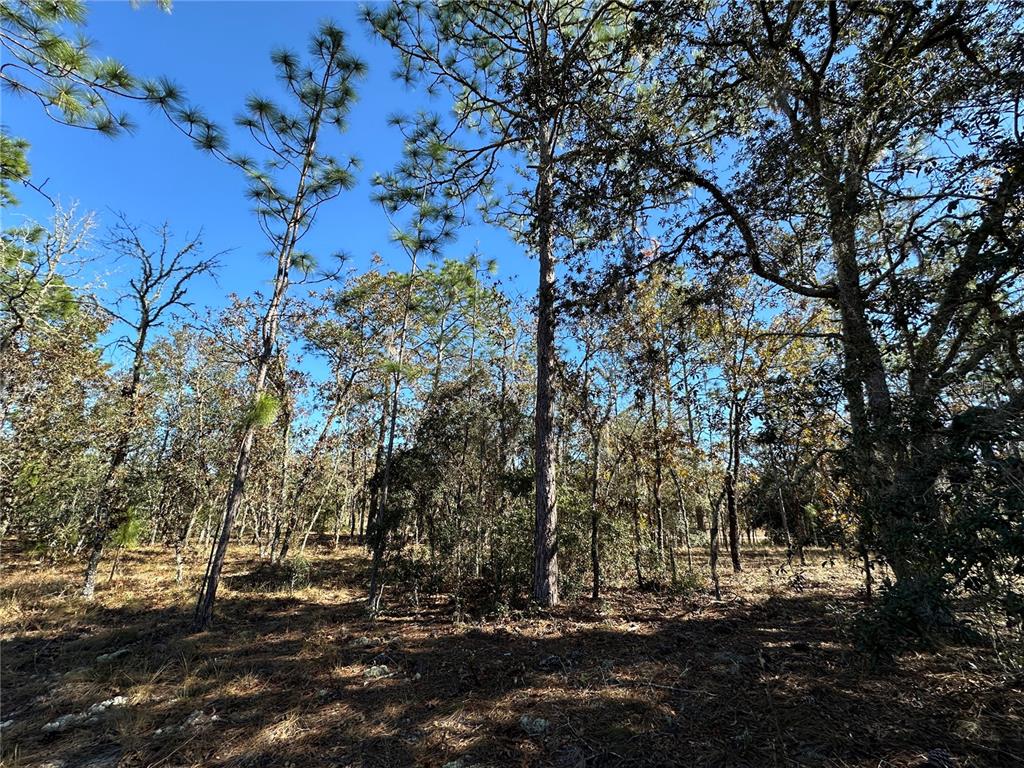 14731 Southeast 5th Place Williston, FL 32696 - Photo 7 of 11 a view of a tree in a yard