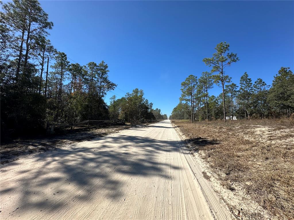 14731 Southeast 5th Place Williston, FL 32696 - Photo 8 of 11 a view of a yard