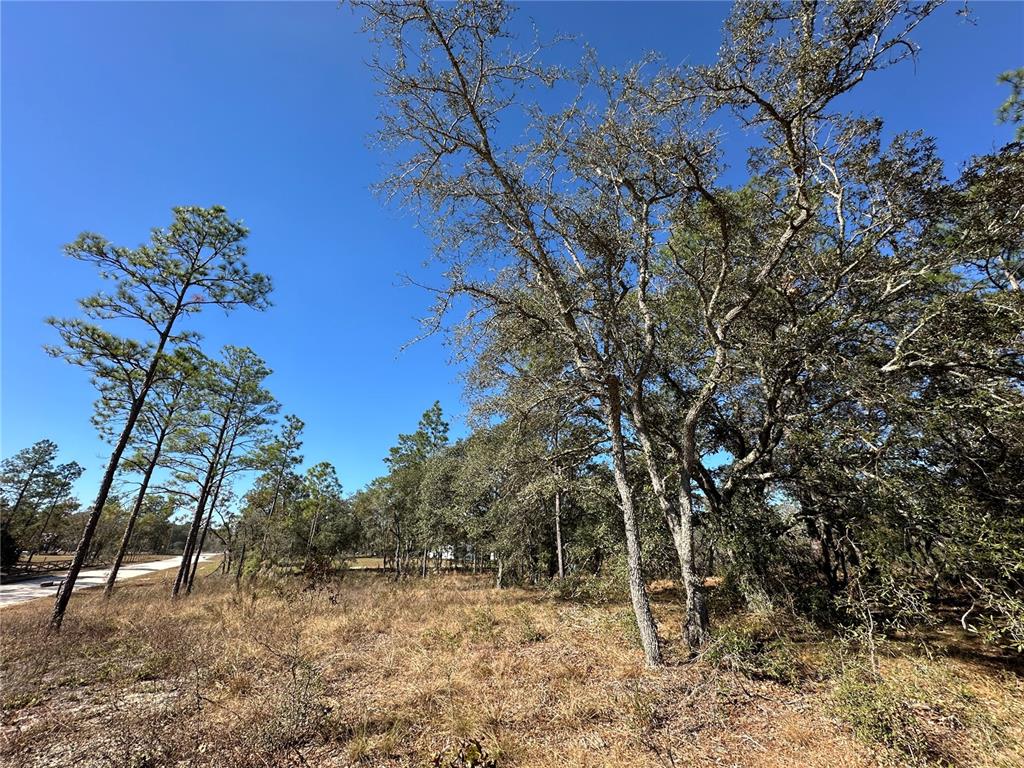 14731 Southeast 5th Place Williston, FL 32696 - Photo 9 of 11 a backyard of a house with lots of green space