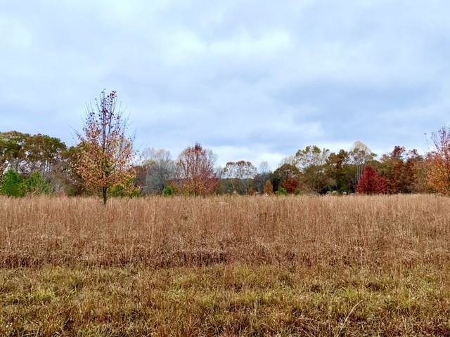 0 Dice Lampley Road Fairview, TN 37062 - Photo 11 of 17 Gallery Image 11