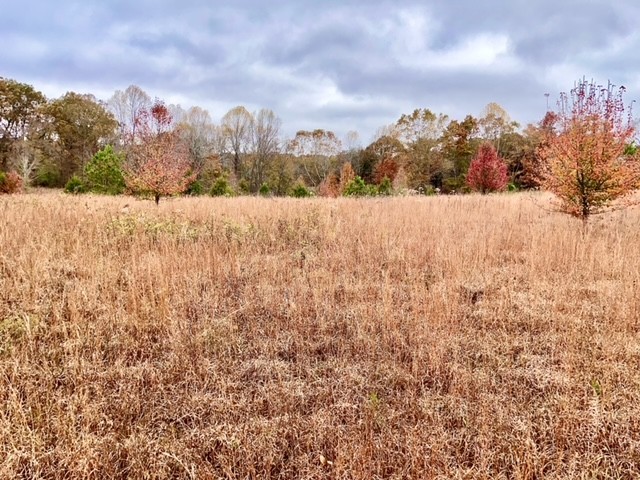 0 Dice Lampley Road Fairview, TN 37062 - Photo 14 of 17 Gallery Image 14
