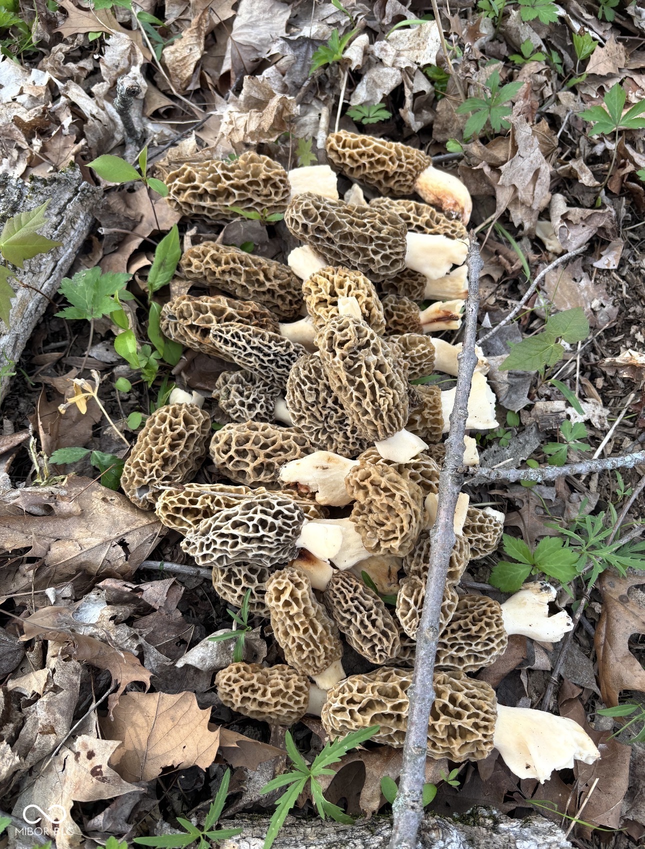 0 Stringtown South Road Covington, IN 47932 - Photo 12 of 19