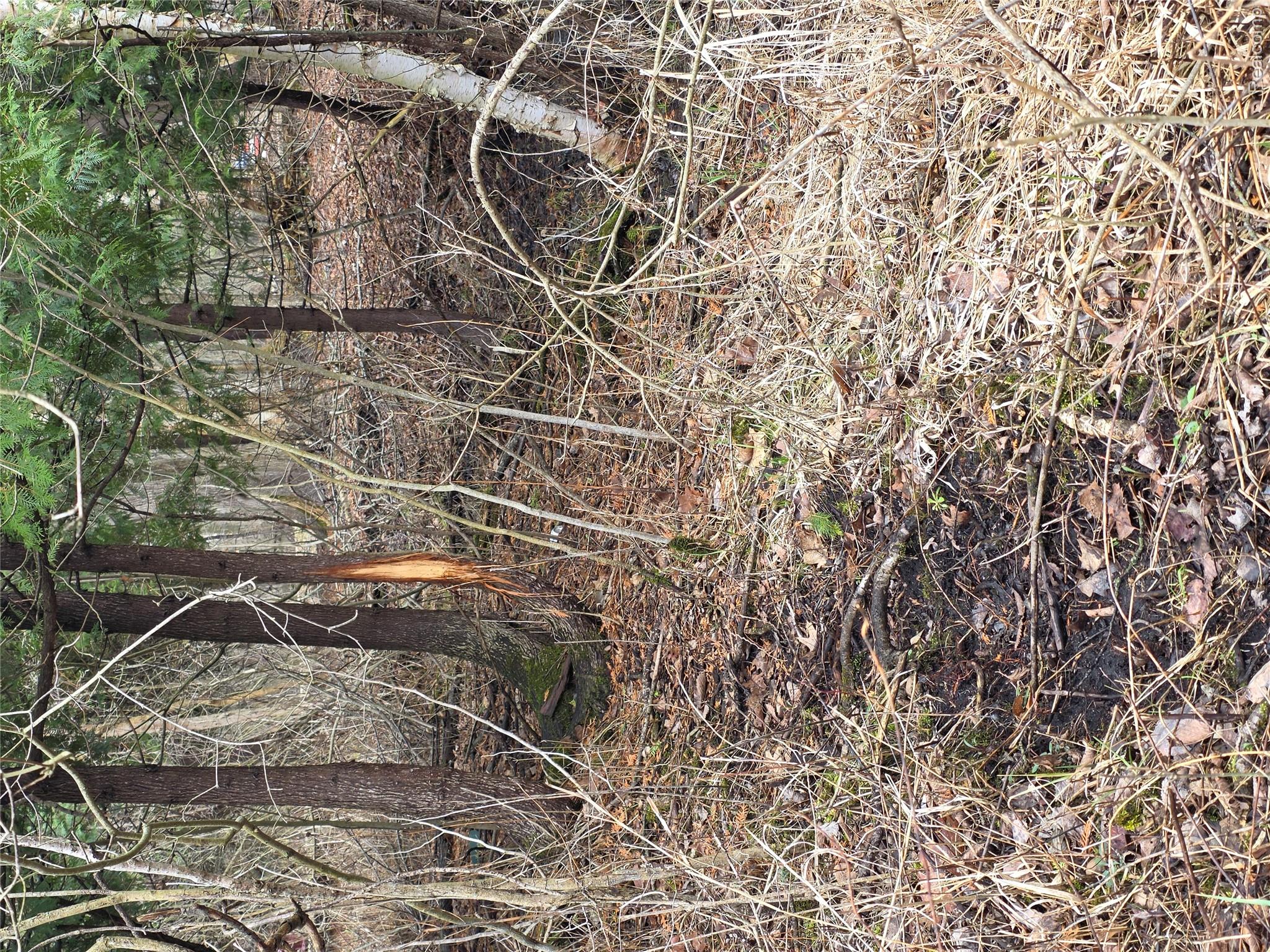 0 Martus Road North Branch, MI 48461 - Photo 10 of 19 Heavy Trail & Large Buck Rub