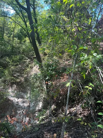 a view of a tree in a forest