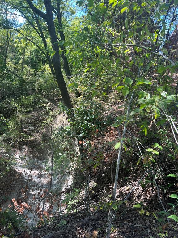 Tbd Tbd Rochelle Cannon Road Bells, TX 75414 - Photo 11 of 14 a view of a tree in a forest