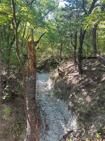 a view of a forest with trees in the background