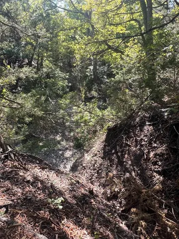 a view of a trees in a yard