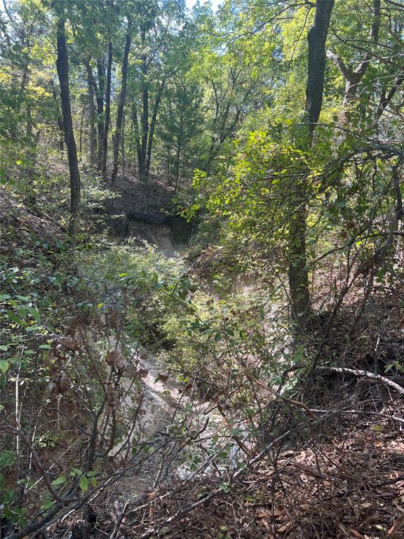 Tbd Tbd Rochelle Cannon Road Bells, TX 75414 - Photo 10 of 14 a view of a forest with trees