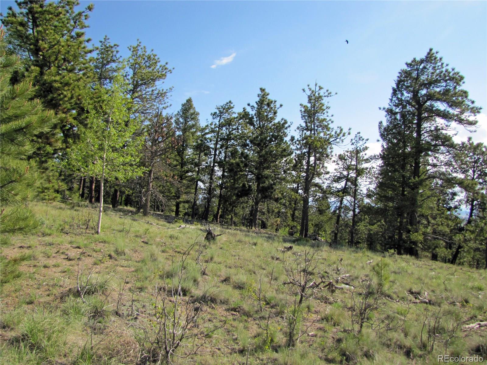578 Singletree Road Hartsel, CO 80449 - Photo 4 of 11