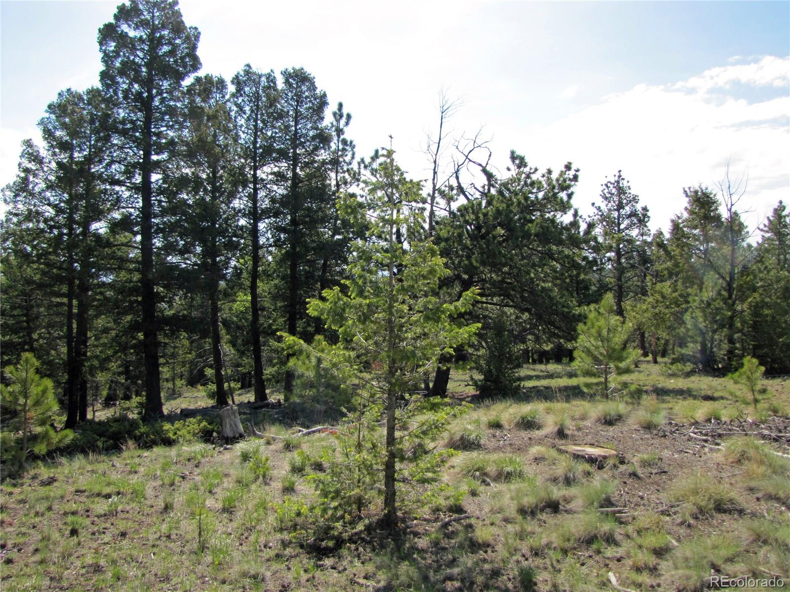 578 Singletree Road Hartsel, CO 80449 - Photo 6 of 11