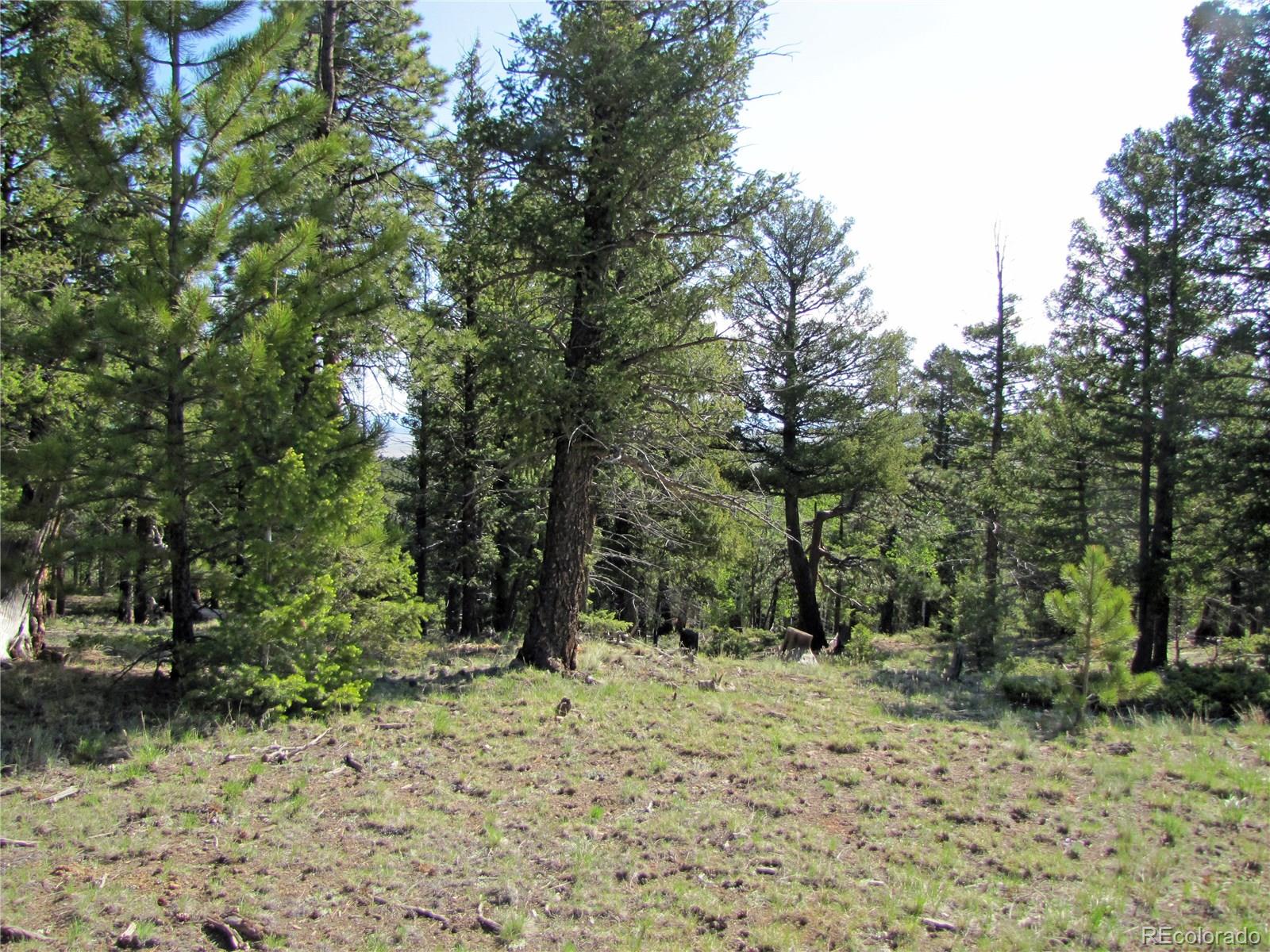 578 Singletree Road Hartsel, CO 80449 - Photo 7 of 11