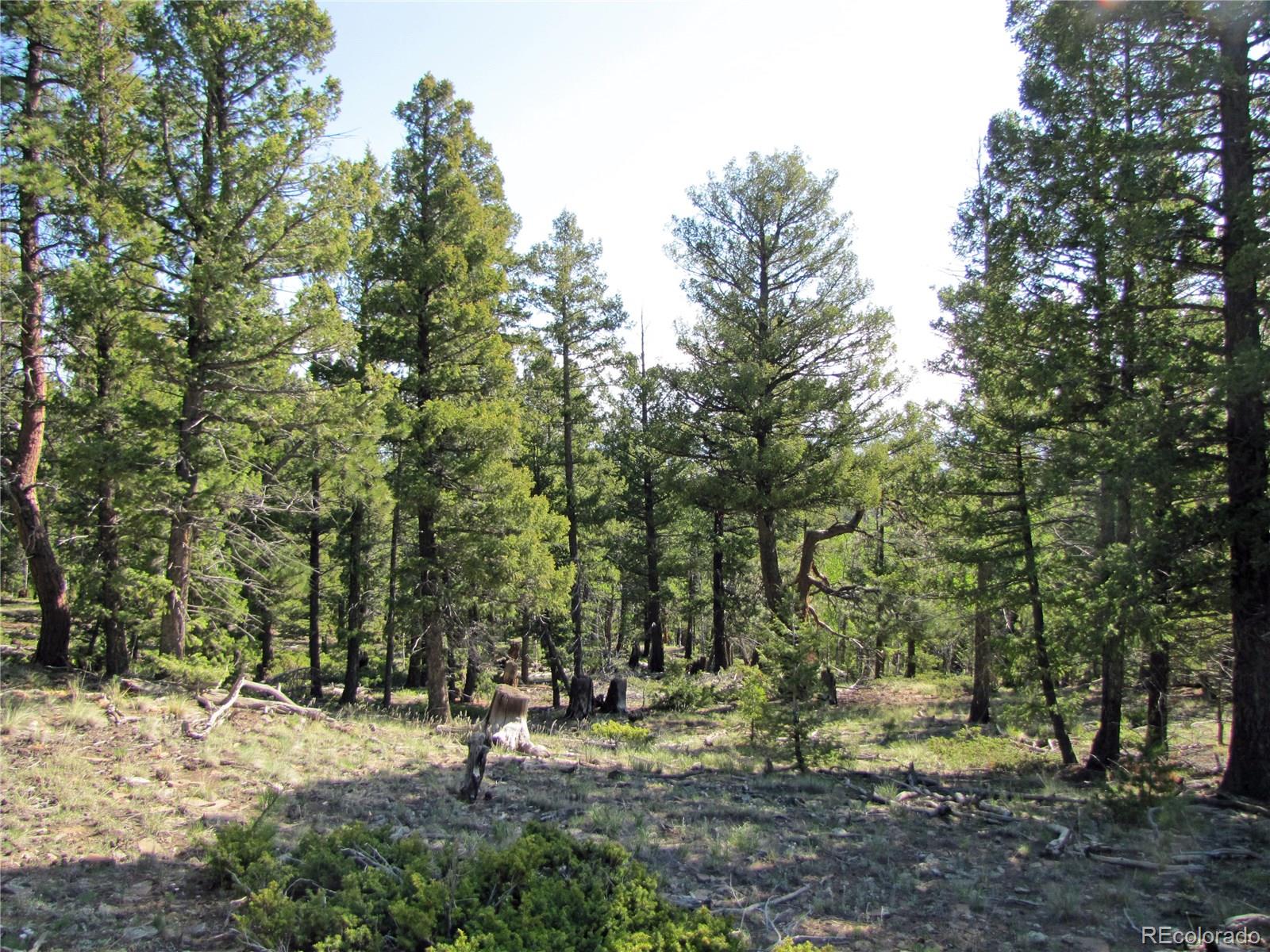 578 Singletree Road Hartsel, CO 80449 - Photo 8 of 11