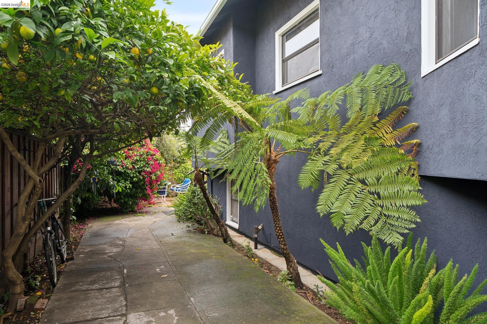 892 Laurel Street Alameda, CA 94501 - Photo 45 of 45 Concrete pathway bordered by mature trees and vibrant foliage