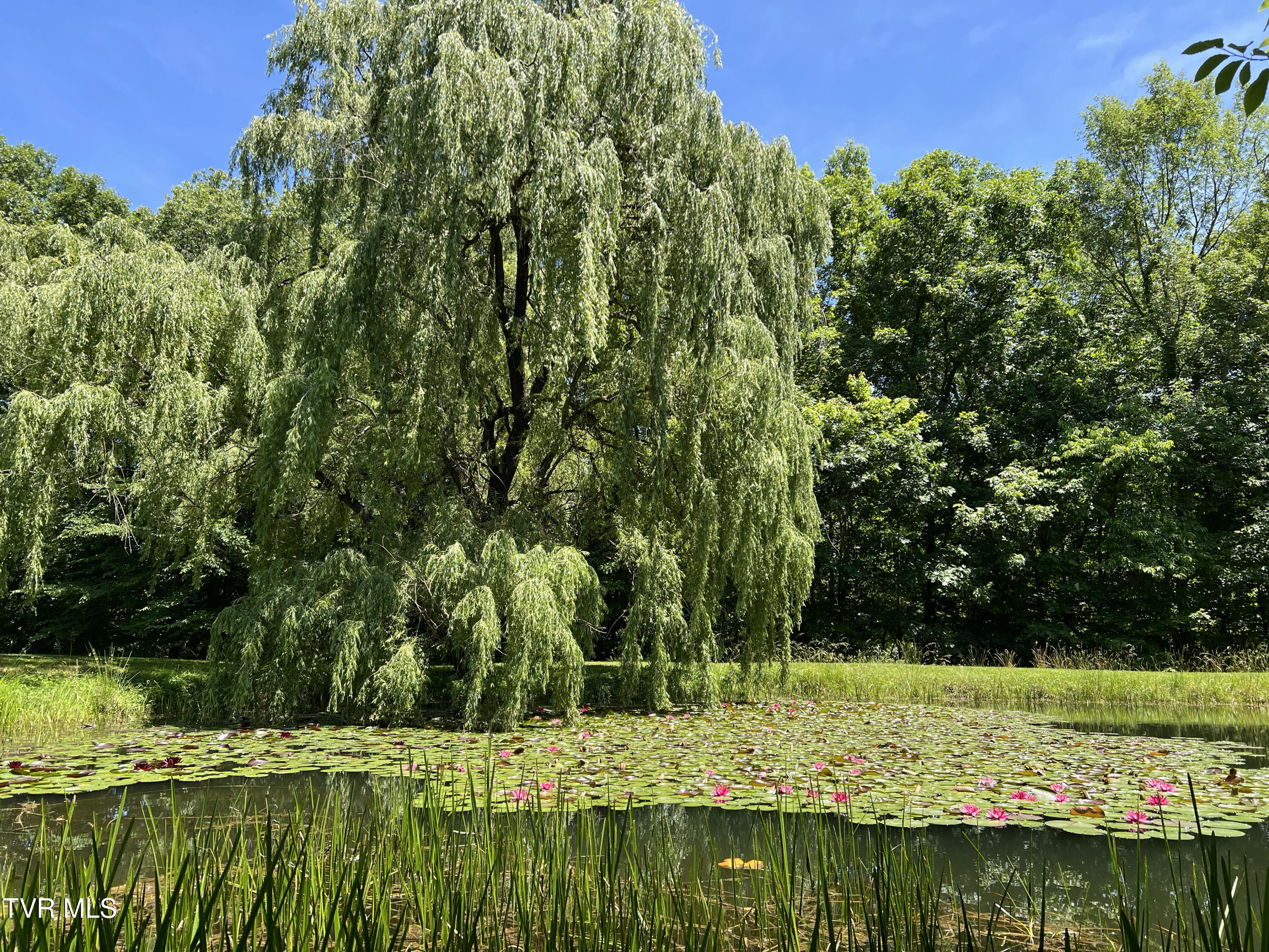 13544 Revera Drive Mendota, VA 24270 - Photo 49 of 58 Revera-Weeping Willow and lilypads