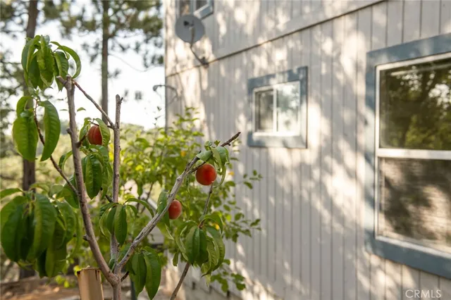 a close up of a plant in a garden