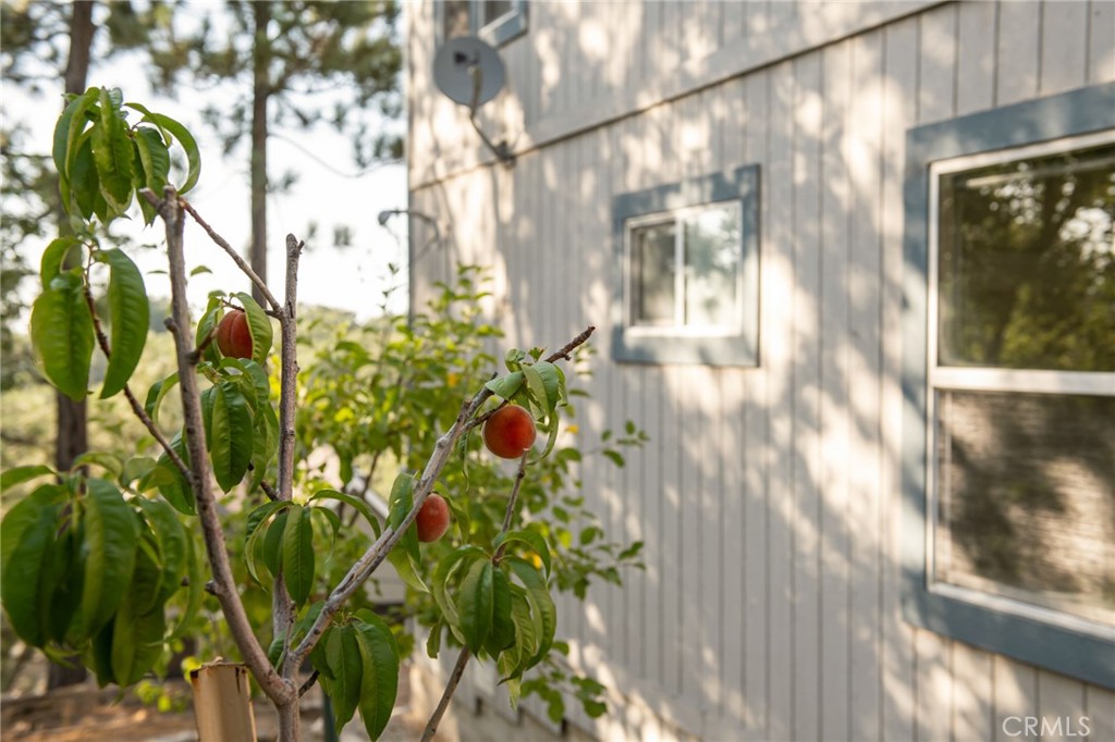 1477 Sequoia Drive Lake Arrowhead, CA 92352 - Photo 21 of 25 a close up of a plant in a garden