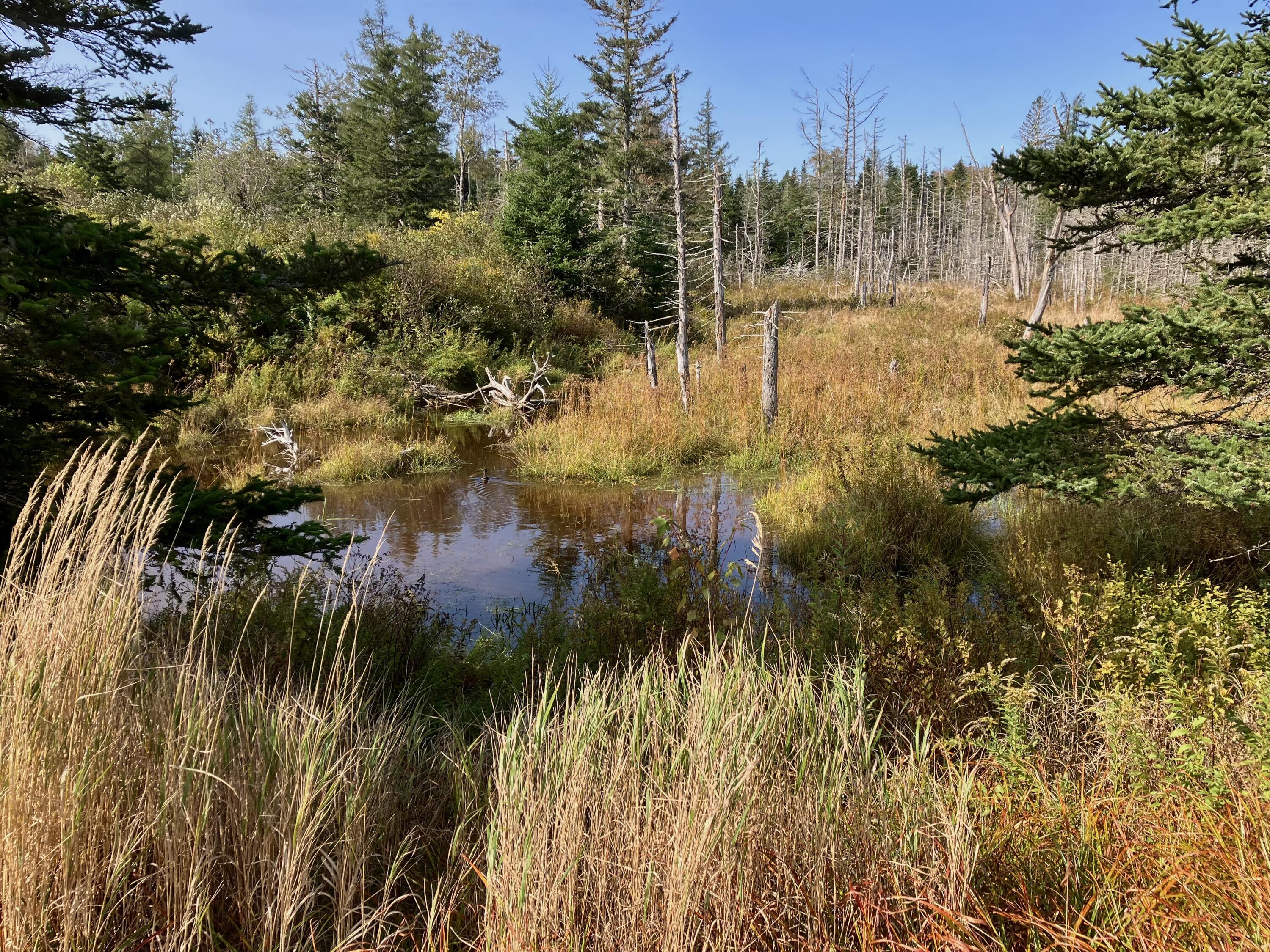 7-8 Bay Road Jonesboro, ME 04648 - Photo 8 of 10 Wallace Brook