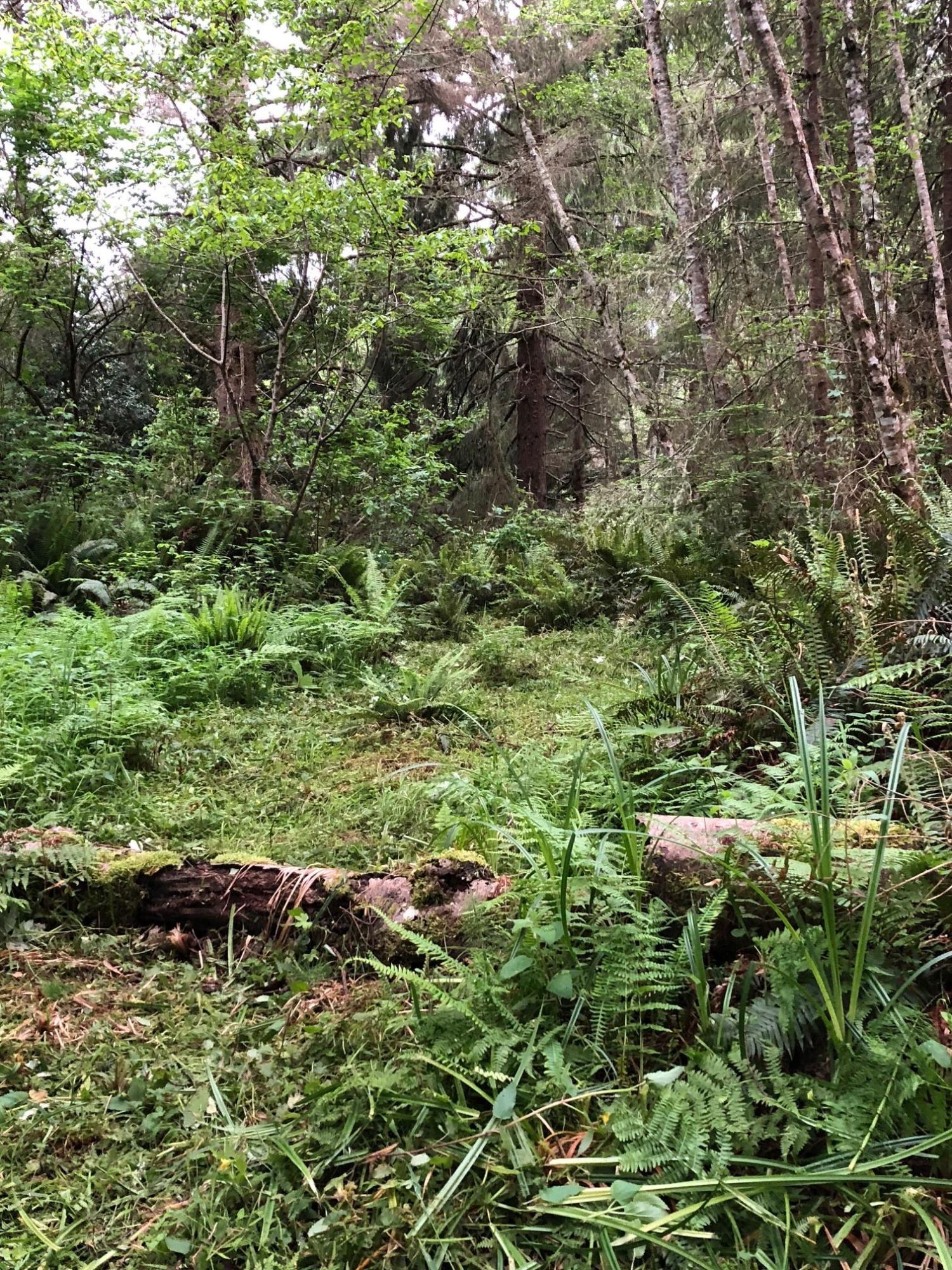 0 Splinter Lane Arcata, CA 95521 - Photo 5 of 15