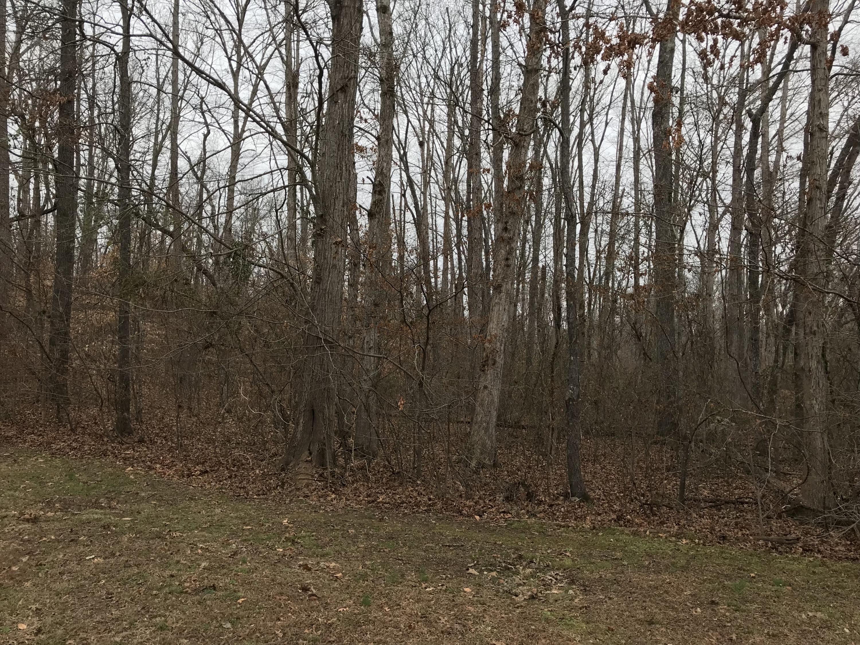 Lot 38 Holly Glen Road, Unit 38 Decatur, TN 37322 - Photo 11 of 21 5E7B17AC-F23E-4B1E-8EFD-39B22157091C