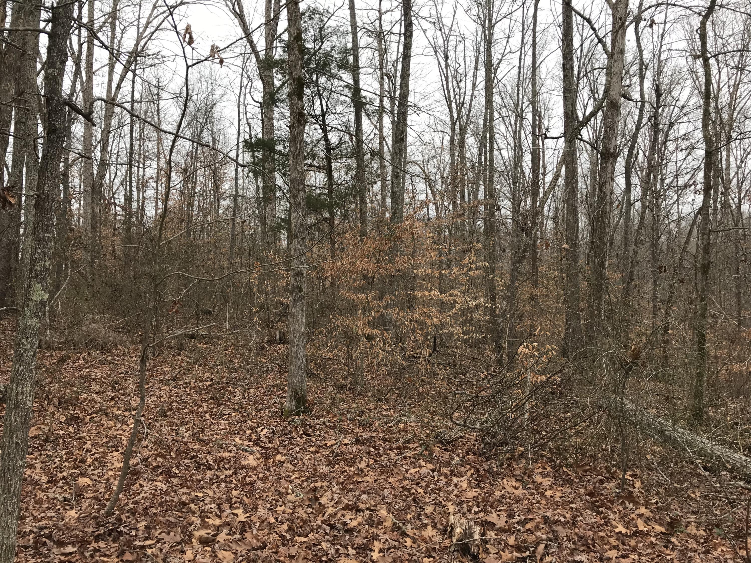Lot 38 Holly Glen Road, Unit 38 Decatur, TN 37322 - Photo 14 of 21 FB432C22-9B97-4744-8DDD-8FA250EF4855