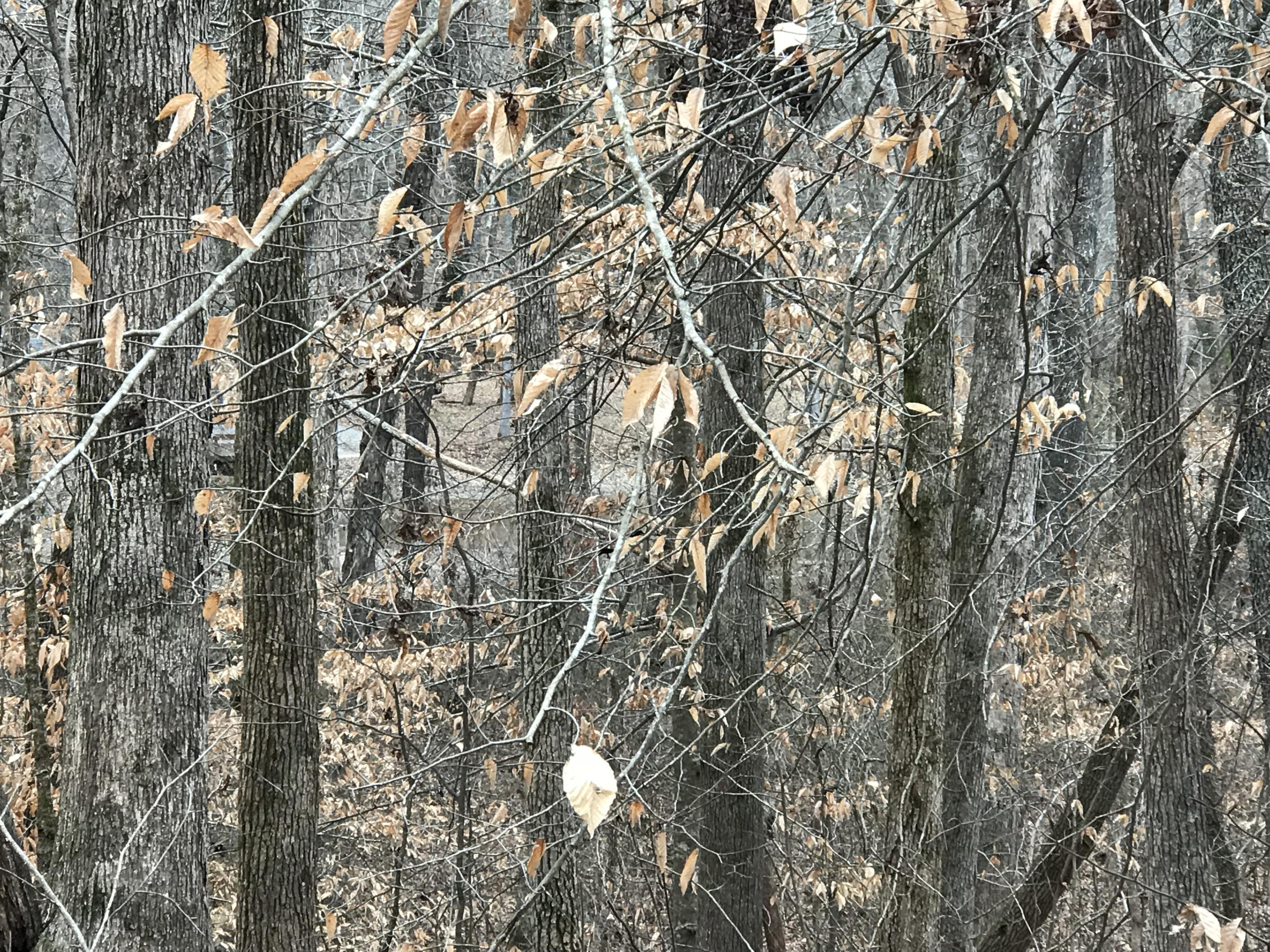 Lot 38 Holly Glen Road, Unit 38 Decatur, TN 37322 - Photo 20 of 21 46AAB790-B7EC-4E59-8396-97E188974150