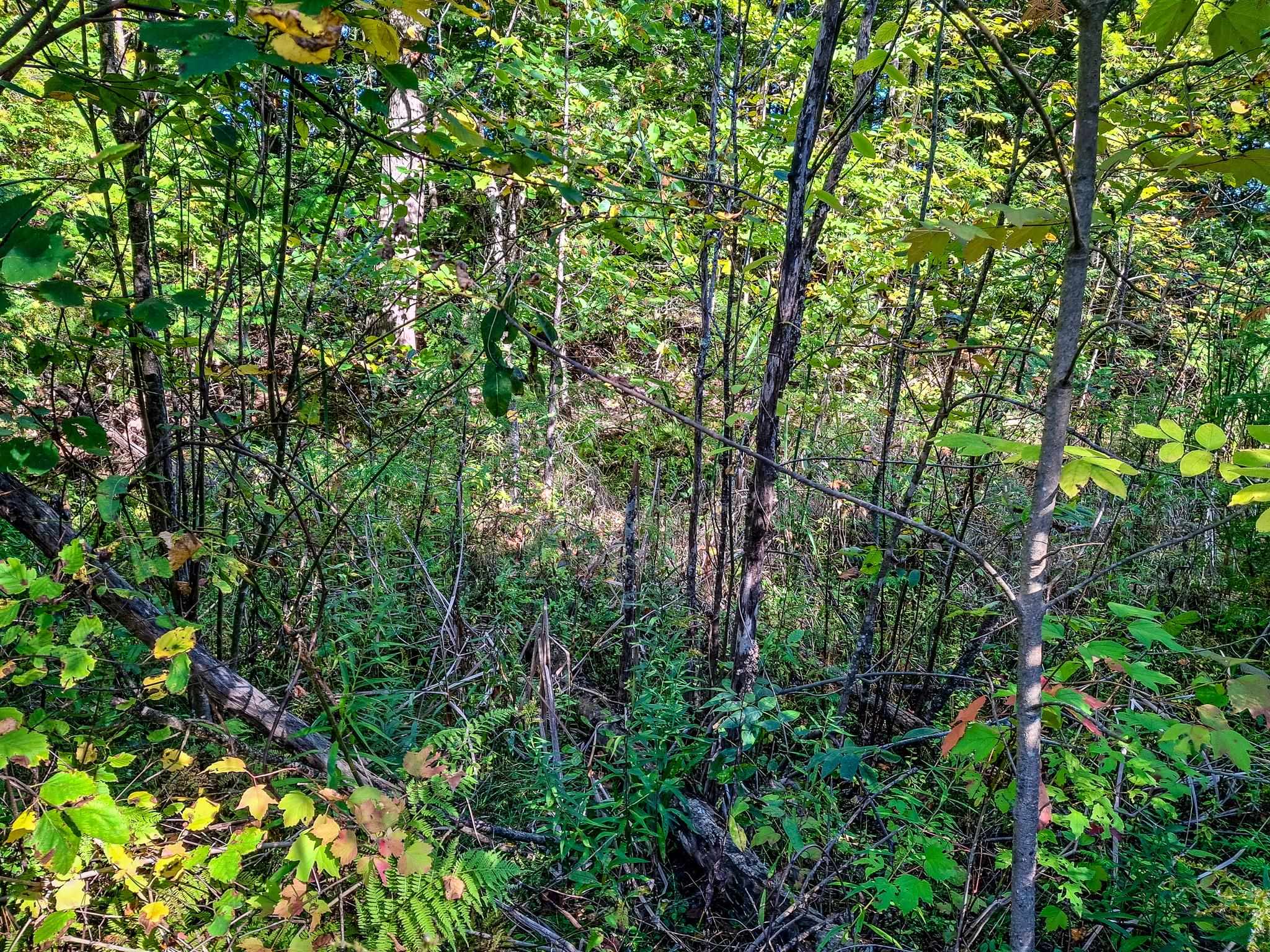 Nhn Arthur Road Harrison, MI 48625 - Photo 5 of 12 Gallery Image 5