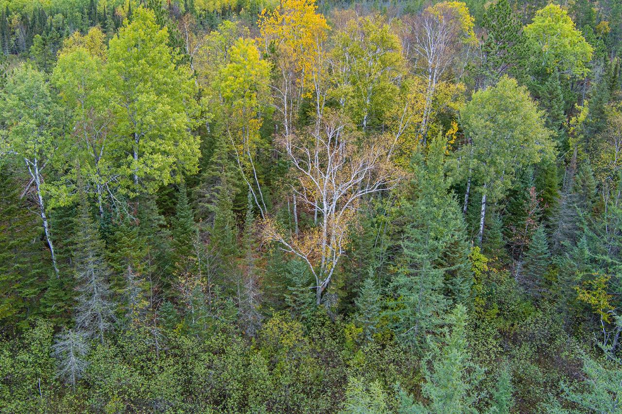 1721 East Stella Lake Road Three Lakes, WI 54562 - Photo 56 of 57 Gallery Image 56
