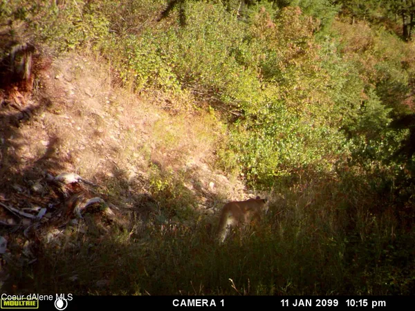 $132,800 | 34.38 Acres Road, Wallace, ID 83873