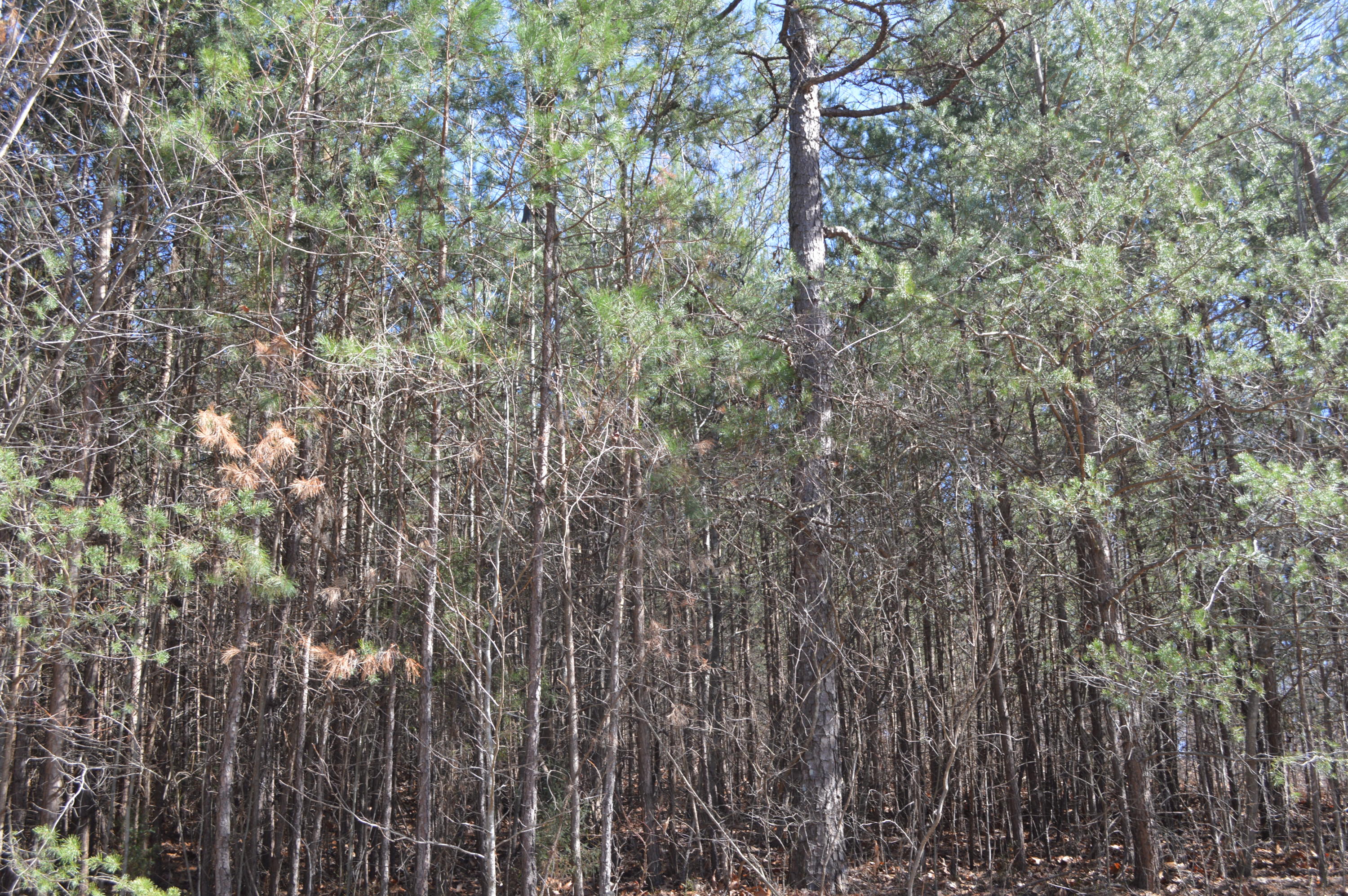 9032 Sedman Road Hixson, TN 37343 - Photo 1 of 11 DSC_0264