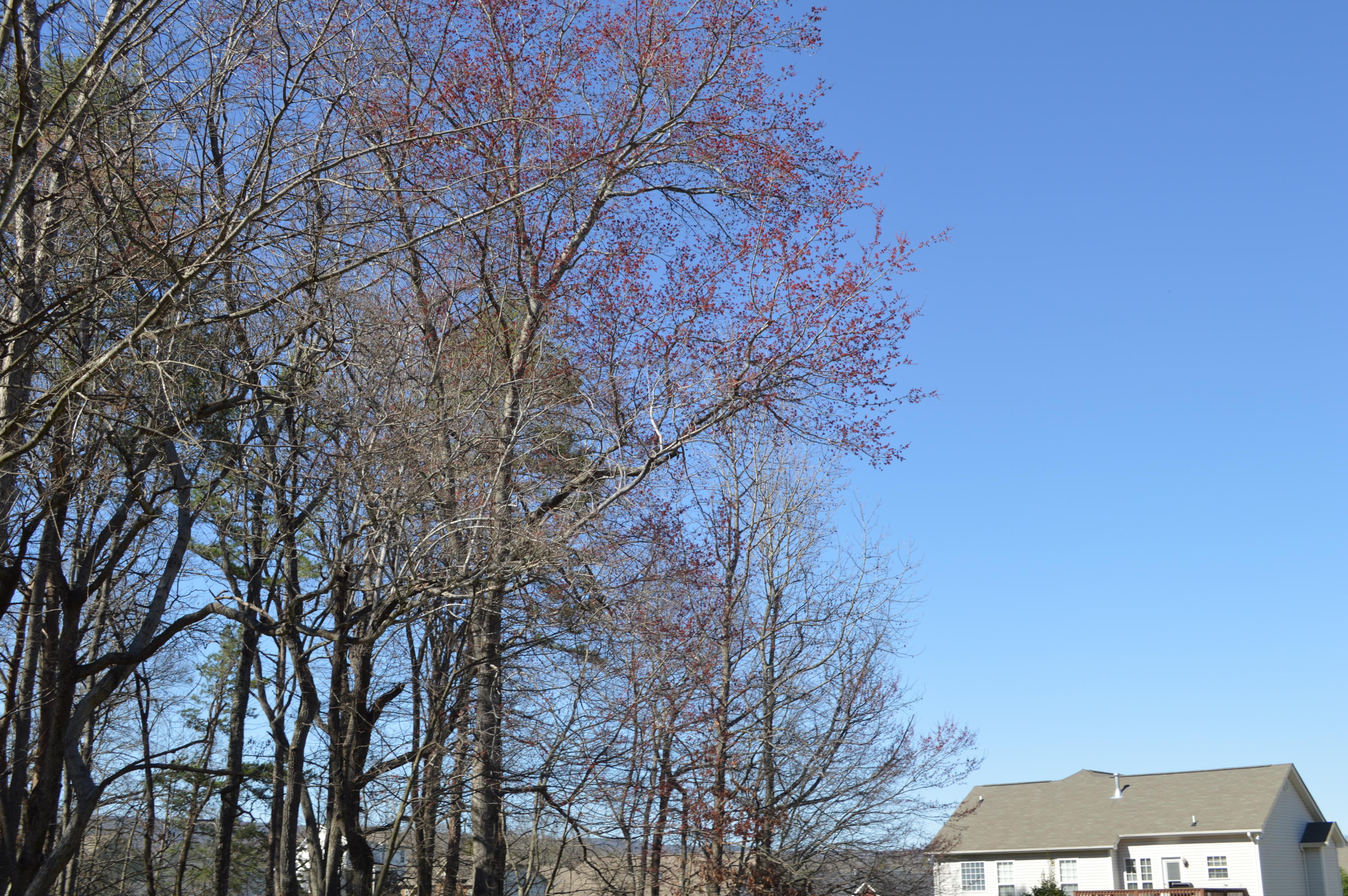9032 Sedman Road Hixson, TN 37343 - Photo 3 of 11 DSC_0265