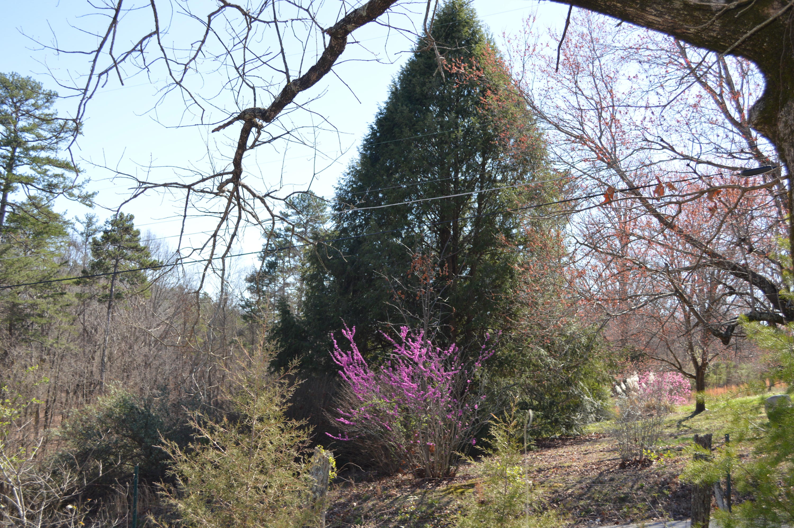 9032 Sedman Road Hixson, TN 37343 - Photo 8 of 11 DSC_0270
