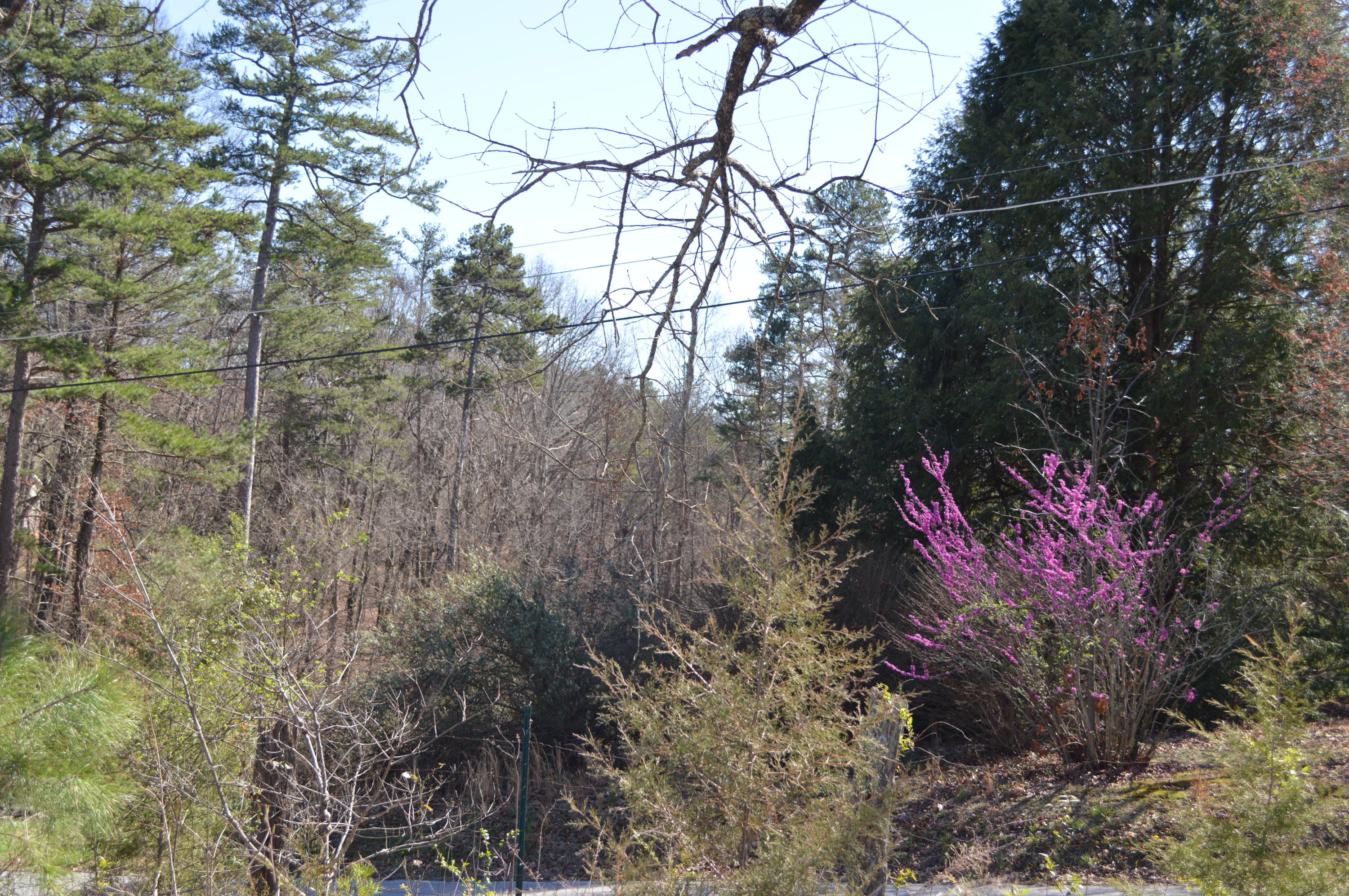 9032 Sedman Road Hixson, TN 37343 - Photo 9 of 11 DSC_0271
