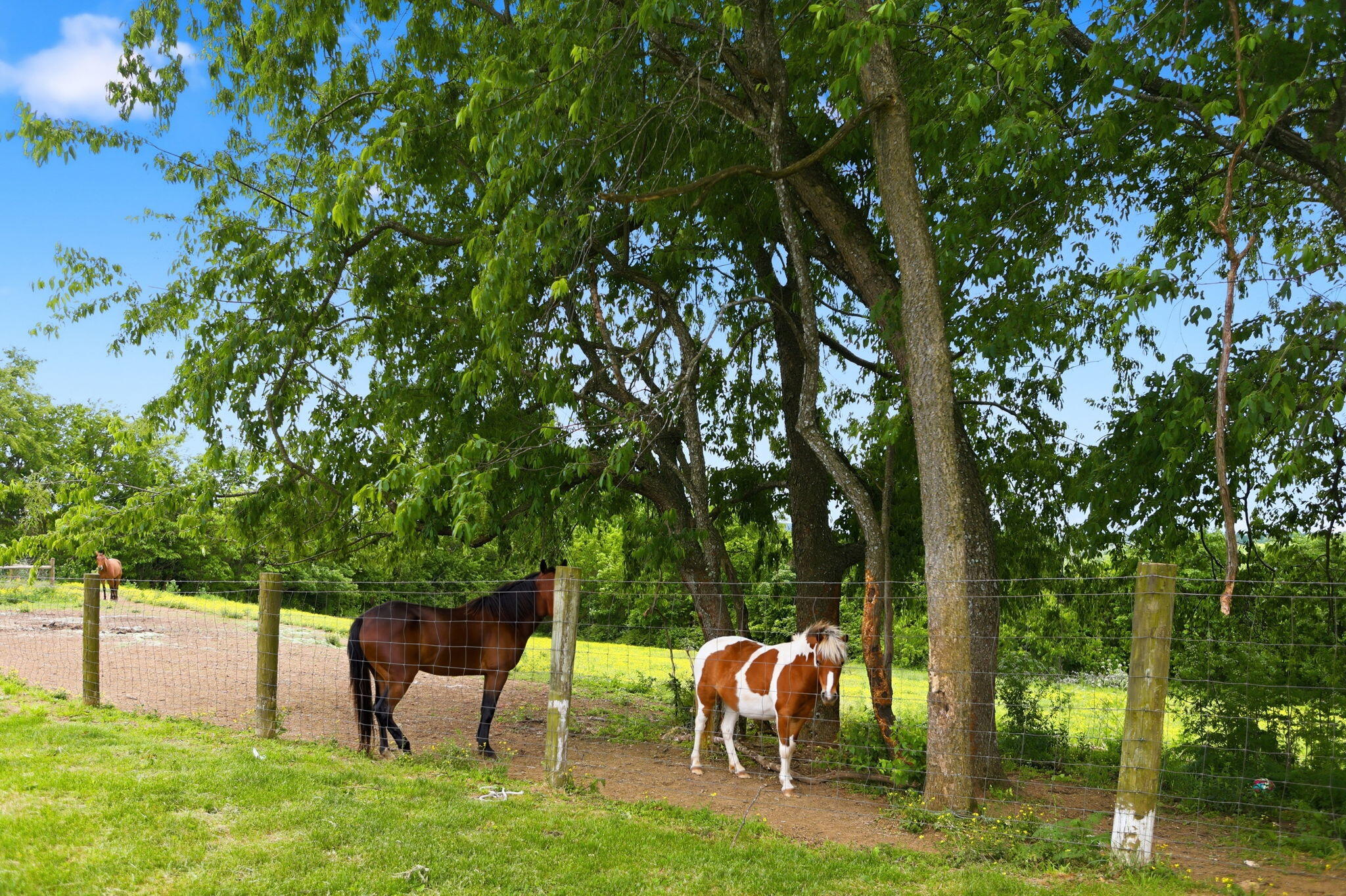 335 Jay Road Owingsville, KY 40360 - Photo 72 of 91 71-web-or-mls-746A7377
