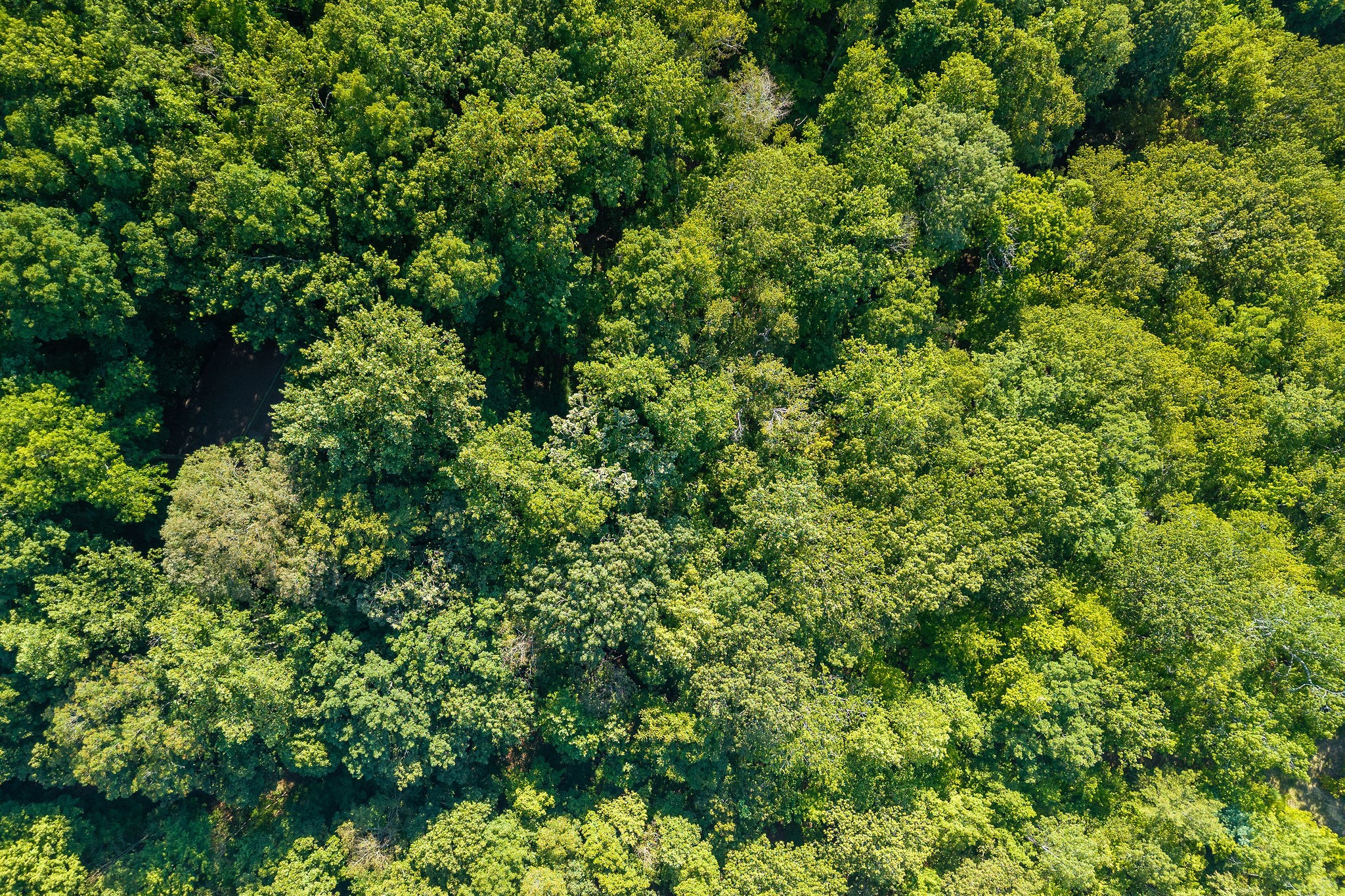 140 Floyd Road Smithville, TN 37166 - Photo 9 of 9 a view of a lush green forest