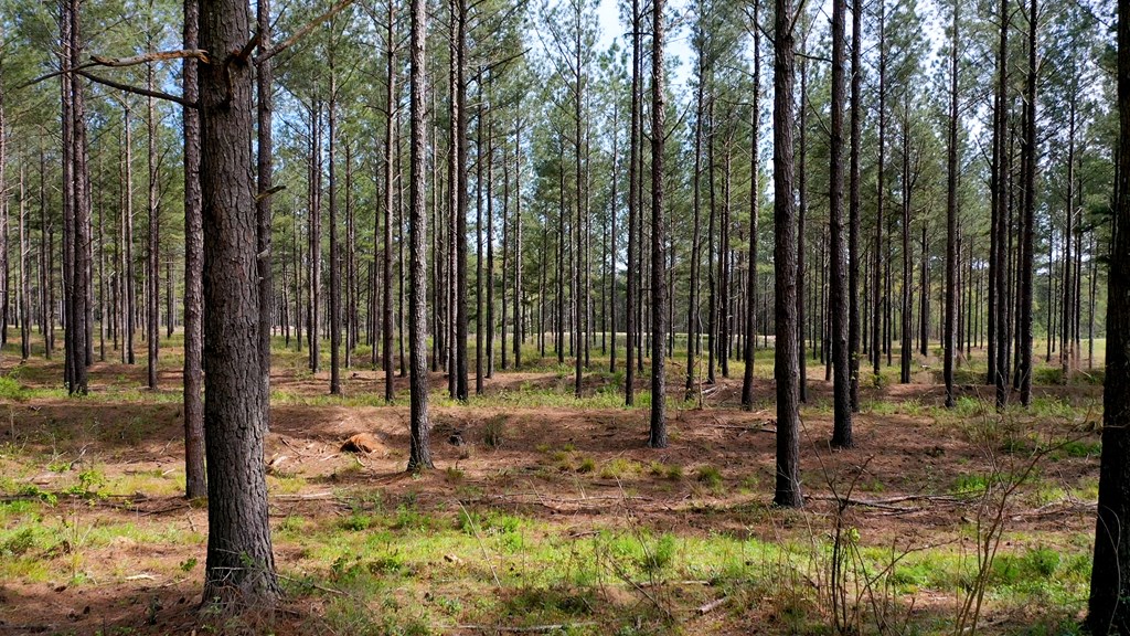 369 Bud Gary Road Clayton, AL 36016 - Photo 29 of 42