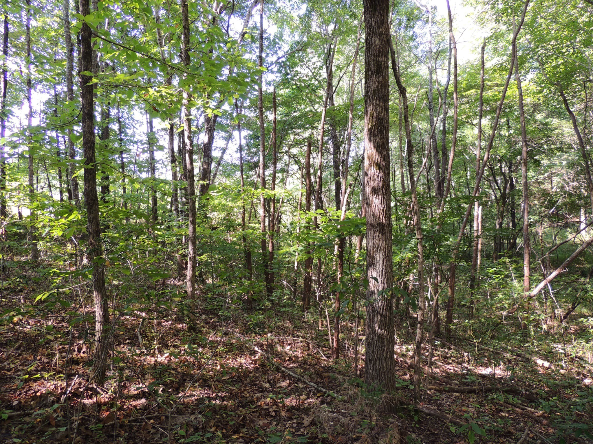 3 Sycamore Road Dickson, TN 37055 - Photo 3 of 6 Gallery Image 3