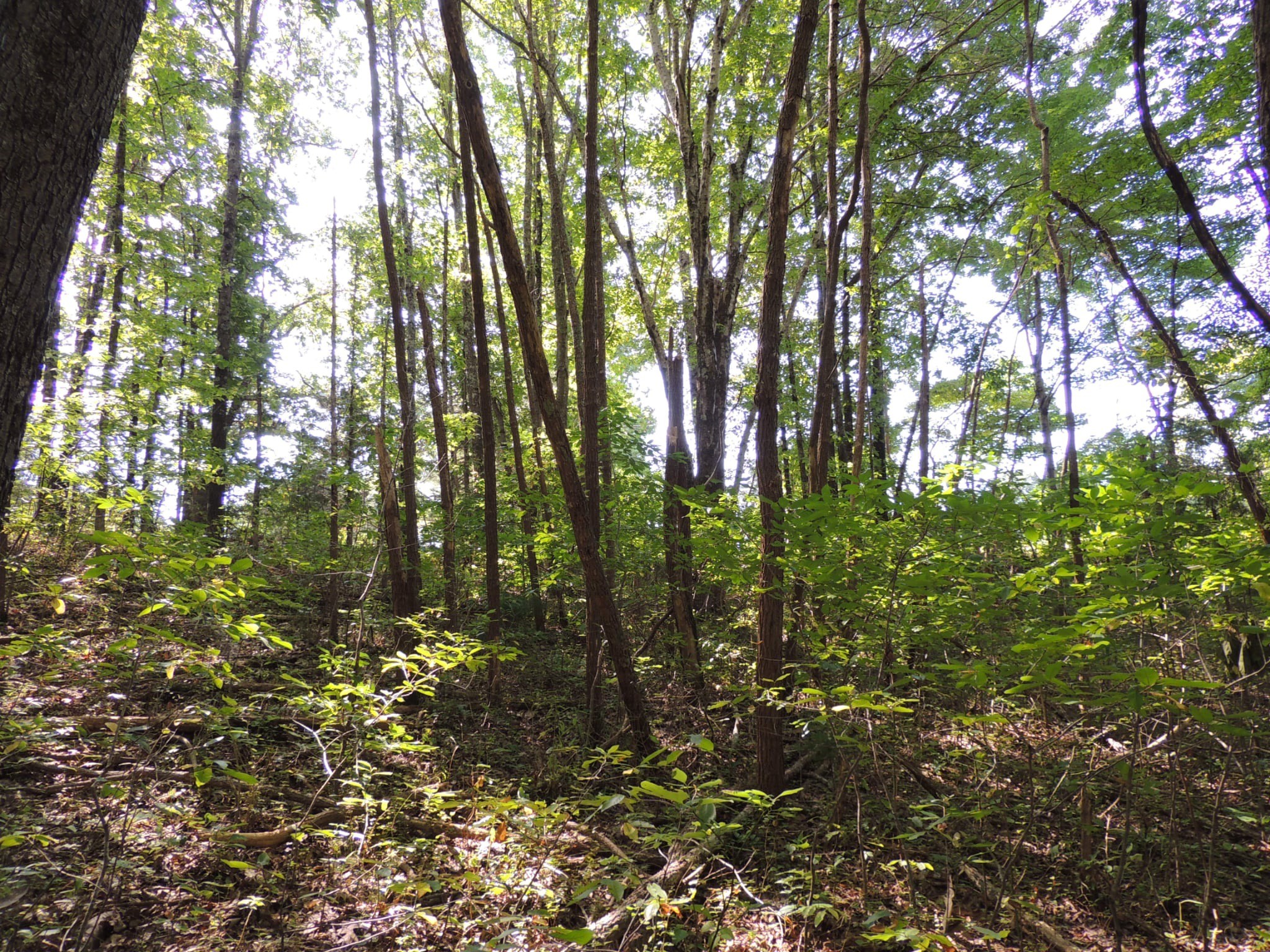 3 Sycamore Road Dickson, TN 37055 - Photo 4 of 6 Gallery Image 4