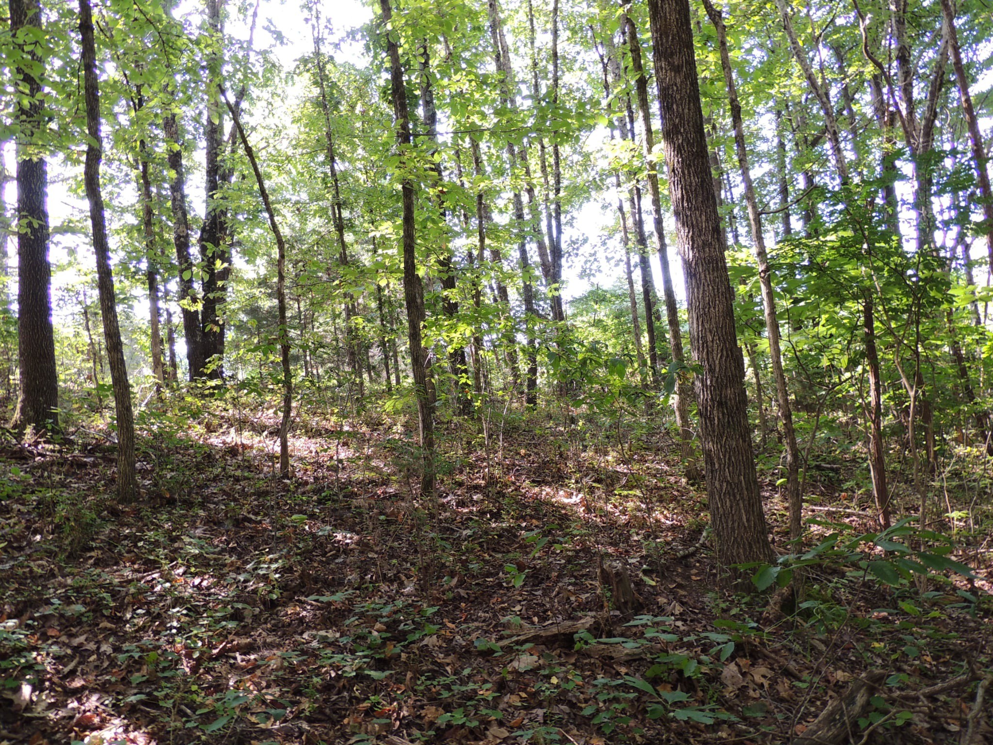 3 Sycamore Road Dickson, TN 37055 - Photo 6 of 6 Gallery Image 6