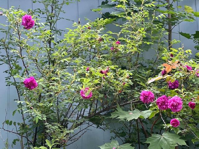 100 Athens Road Harmony, ME 04942 - Photo 32 of 37 Roses