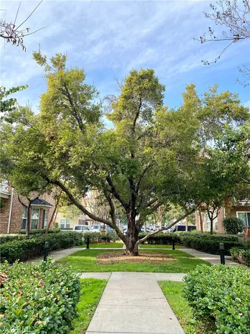 a view of a yard with plants and large trees