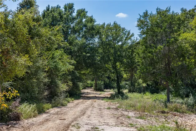 a view of a forest filled with trees