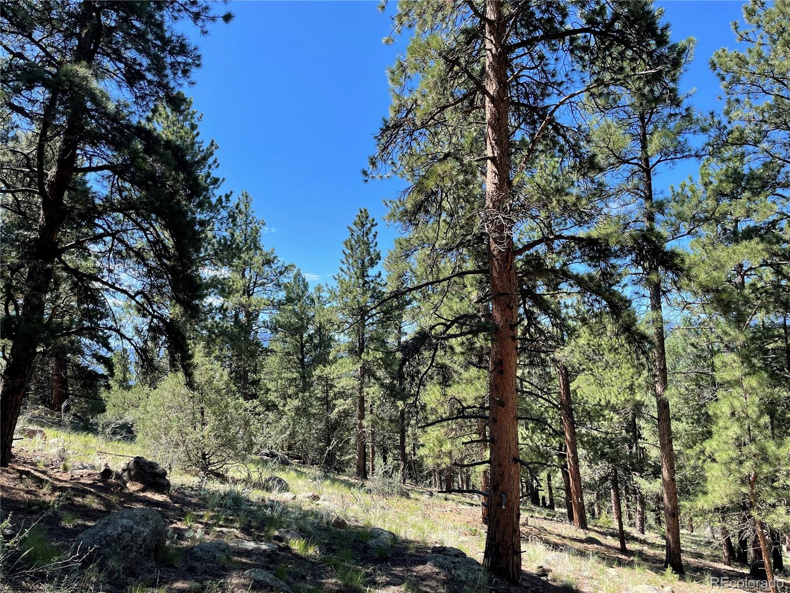 98 Wisp Lane Bailey, CO 80421 - Photo 14 of 25 a view of a tree in a yard
