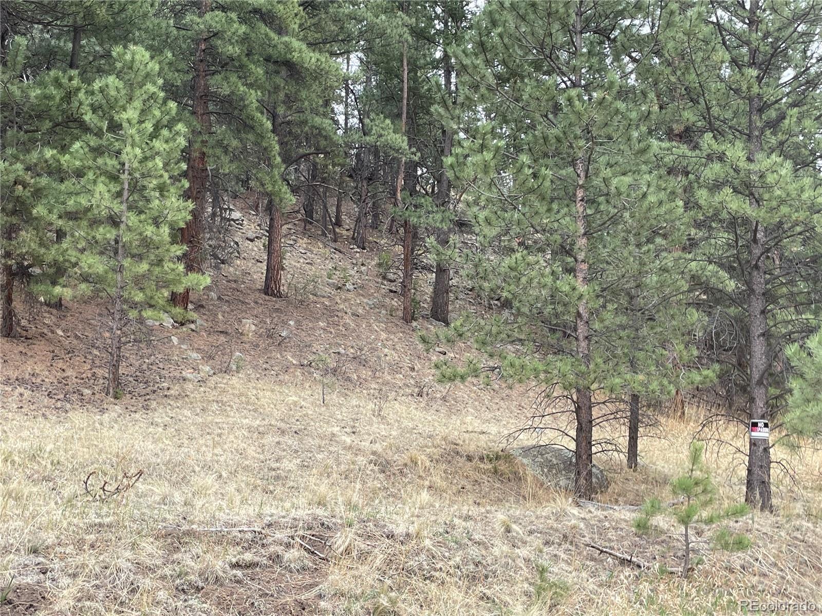 98 Wisp Lane Bailey, CO 80421 - Photo 20 of 25 a view of a forest with trees in the background