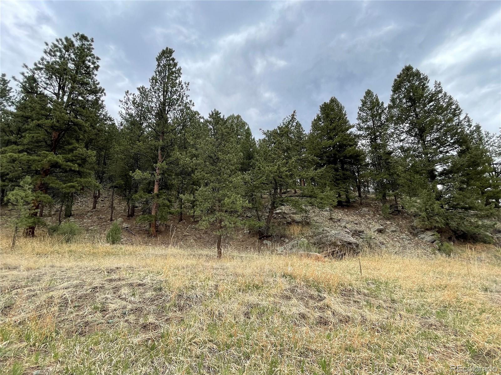 98 Wisp Lane Bailey, CO 80421 - Photo 21 of 25 a view of a yard with a tree