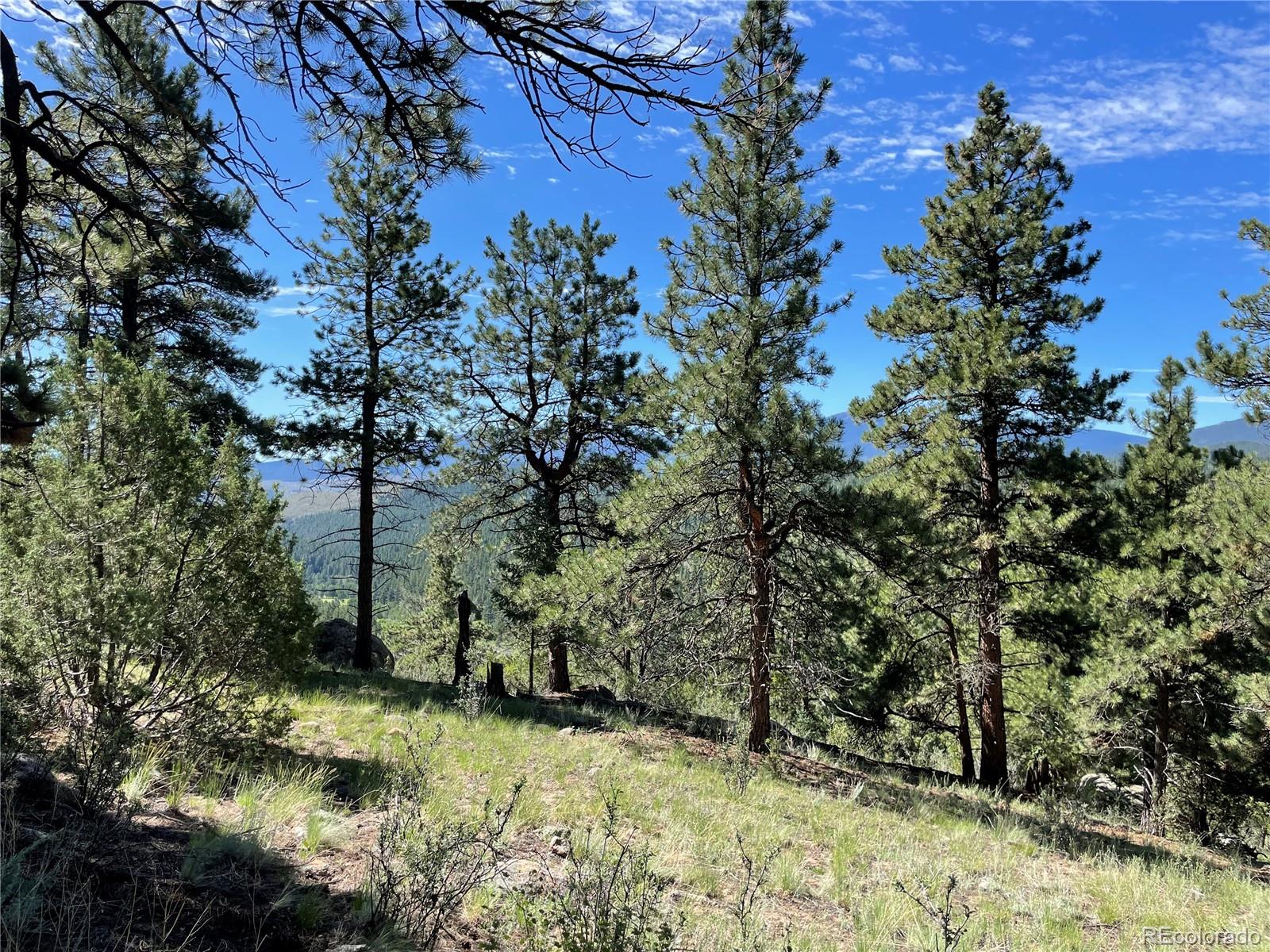 98 Wisp Lane Bailey, CO 80421 - Photo 25 of 25 a view of a yard with lots of trees