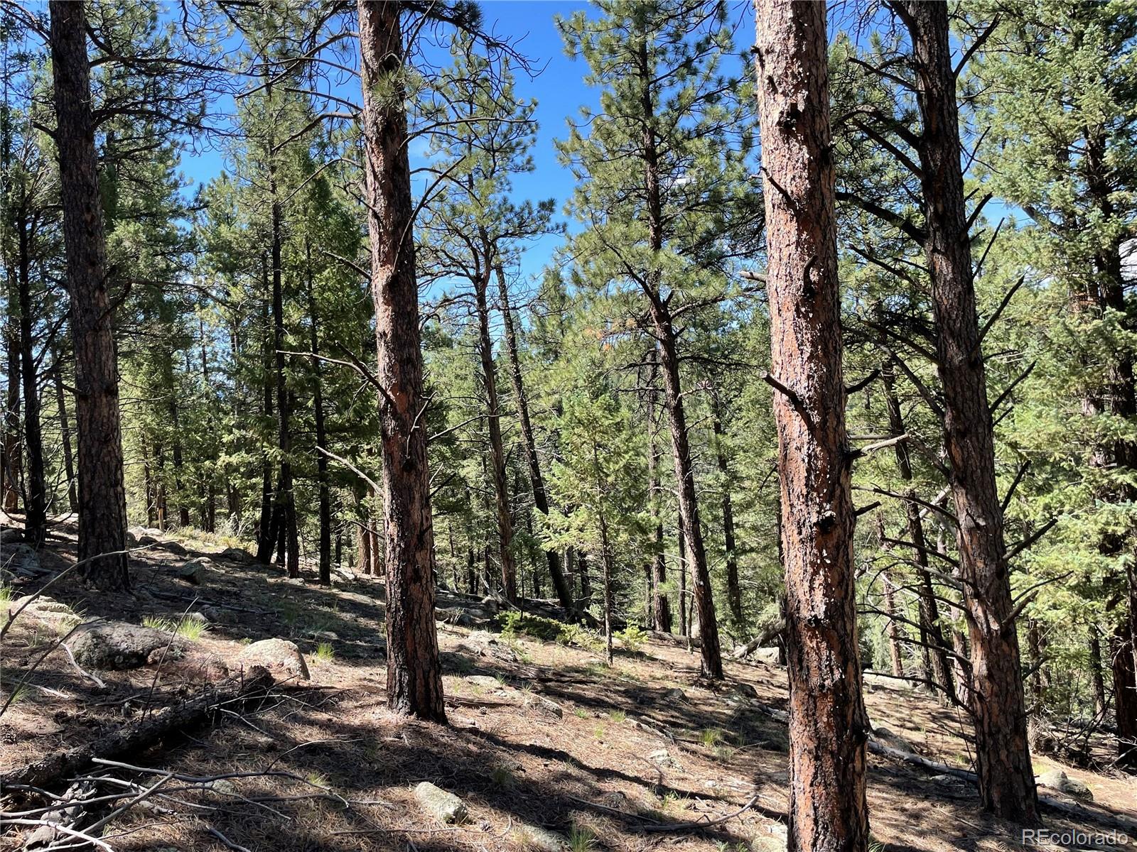 98 Wisp Lane Bailey, CO 80421 - Photo 3 of 25 a view of a forest with trees