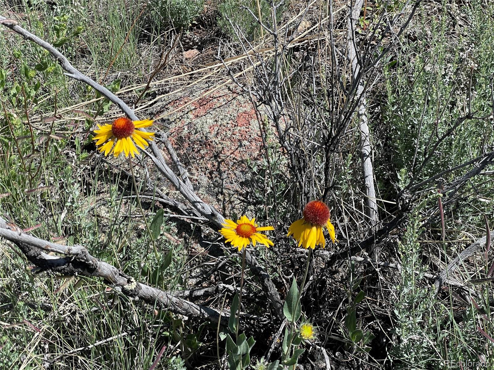 98 Wisp Lane Bailey, CO 80421 - Photo 7 of 25 view of a yard with swimming pool and outdoor seating